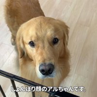 しょんぼり顔のアルト君