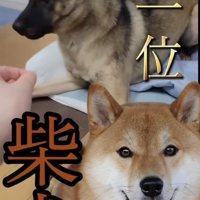 伏せをしているような犬