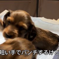 おもちゃを取られていじけるジャンボくん8