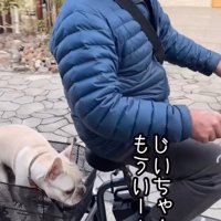 犬をカゴに乗せて電動式三輪車を漕ぐ年配男性