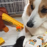 男の子と犬