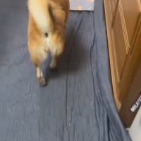 姉をスルーする柴犬