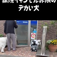 病院に入ろうとする犬