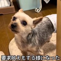 家族に要求吠え