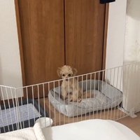 ペット用ベッドに座っている犬