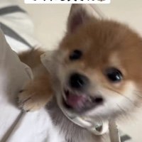 「ダメって言ってるでしょ！」