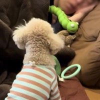 おもちゃを持ってきた犬