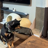 猫ちゃんがそろりそろり…と通過