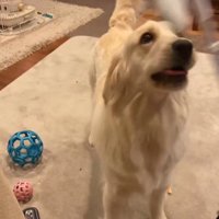 表情豊かすぎるひめちゃん