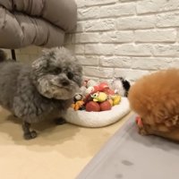 おもちゃを譲ってほしいようです