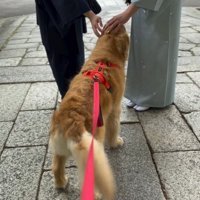 観光客と触れ合う大型犬