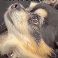 人を見上げる犬