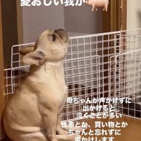 別の日のこむぎちゃん3