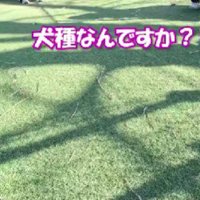 「犬種はなんですか？」
