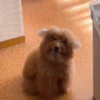 トイプードルのチューバッカちゃん