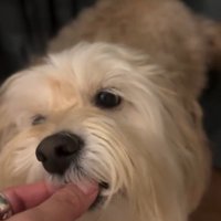 おやつを食べたかまぼこちゃん