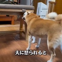 怒られるモッチーちゃん