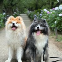 紫陽花を背景に座る2頭の長毛秋田犬