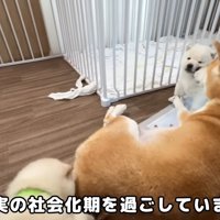 遊んでもらっています