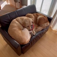 体を丸めてぴったり座る2匹の犬