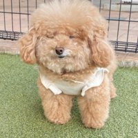 愛らしくてぬいぐるみみたい