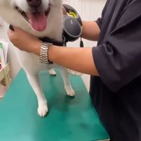 注射を打った時のだい吉くん⑩