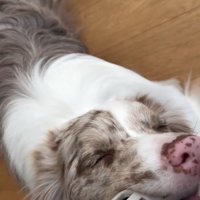 目をつぶるRALくん