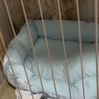 てんてん君の下半身
