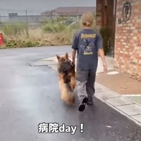 隣を歩く犬2