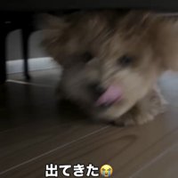 ソファの下で歩み寄る犬