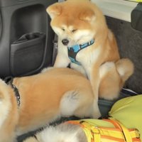 車内の隅に座る犬