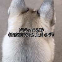 後ろを向いて座る犬