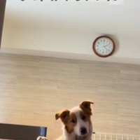 咳が心配なイギーちゃん