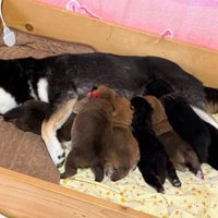 全部で七つ子です