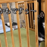 「もう限界…外に連れて行って！」