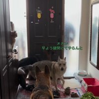 大型犬たちのお出迎え4