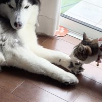 おててをカプリ！