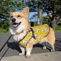 ニコニコ