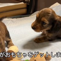 おもちゃを取られていじけるジャンボくん6