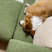 お母さんがでかけるときは…