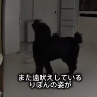 家の中で遠吠えする犬