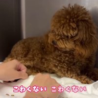 ケージの隅で震えながら人の手をにらみつけるボサボサのトイプードルのパピー