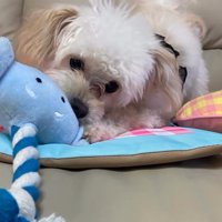 おもちゃで遊ぶ小型犬