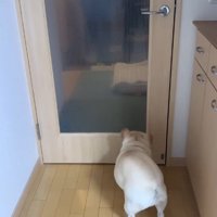 おばあちゃんを見つけたエルモくん3