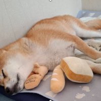 怖がり