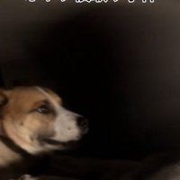 元保護犬のサナくん