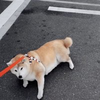「ごろんしちゃお」