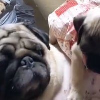 されるがままの犬