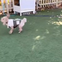 茶々丸くんのハプニング9