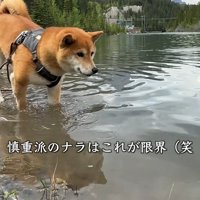 ナラちゃんは水際をウロウロ♪